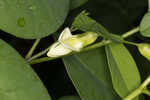 Apalachicola wild indigo